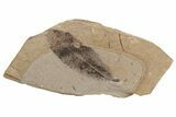 Fossil Leaf (Decodon?) - McAbee, BC #237706-1